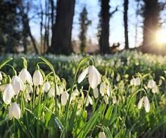 Snowdrops